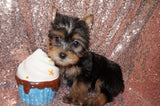 SOLD!! EBONY'S NEW BABY GIRL! Abby Yorkshire Terrier Yorkie Female  Black And Gold Born 4-23-2023 Click Here For More Info