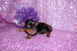 Quinn AKC Registered Yorkie Yorkshire Terrier Female Black And Gold Born 12-24-2025 Click Here For More Info