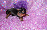 Quinn AKC Registered Yorkie Yorkshire Terrier Female Black And Gold Born 12-24-2025 Click Here For More Info