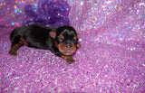 Quinn AKC Registered Yorkie Yorkshire Terrier Female Black And Gold Born 12-24-2025 Click Here For More Info