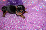 Quinn AKC Registered Yorkie Yorkshire Terrier Female Black And Gold Born 12-24-2025 Click Here For More Info