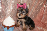 SOLD!! EBONY'S NEW BABY GIRL! Abby Yorkshire Terrier Yorkie Female  Black And Gold Born 4-23-2023 Click Here For More Info