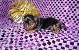 Shayna AKC Registered Yorkie Yorkshire Terrier Female Black And Gold Born 12-24-2025 Click Here Fore More Info