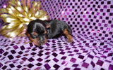 Shayna AKC Registered Yorkie Yorkshire Terrier Female Black And Gold Born 12-24-2025 Click Here Fore More Info
