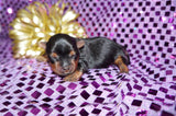 Shayna AKC Registered Yorkie Yorkshire Terrier Female Black And Gold Born 12-24-2025 Click Here Fore More Info
