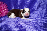 Molly AKC Registered Shih Tzu Shihtzu Female Gold And White Born 12-23-2025 Click Here For More Info
