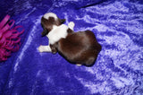 Molly AKC Registered Shih Tzu Shihtzu Female Gold And White Born 12-23-2025 Click Here For More Info