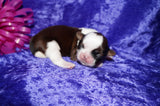 Molly AKC Registered Shih Tzu Shihtzu Female Gold And White Born 12-23-2025 Click Here For More Info