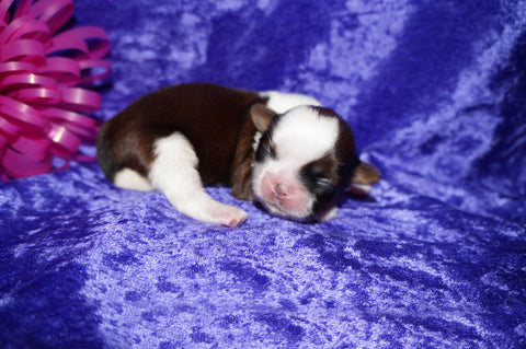 Molly AKC Registered Shih Tzu Shihtzu Female Gold And White Born 12-23-2025 Click Here For More Info