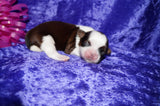 Molly AKC Registered Shih Tzu Shihtzu Female Gold And White Born 12-23-2025 Click Here For More Info