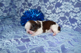 Bobby AKC Registered Shih Tzu Shihtzu Male Gold And White Born 12-23-2025 Click Here For More Info