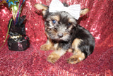 Dude Yorkshire Terrier Yorkie Male Black And Gold Born 4-23-2023 Click Here For More Info