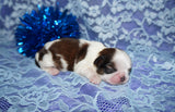 Bobby AKC Registered Shih Tzu Shihtzu Male Gold And White Born 12-23-2025 Click Here For More Info