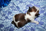Bobby AKC Registered Shih Tzu Shihtzu Male Gold And White Born 12-23-2025 Click Here For More Info