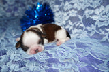 Bobby AKC Registered Shih Tzu Shihtzu Male Gold And White Born 12-23-2025 Click Here For More Info