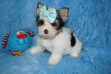 Enzo AKC Registered Male Parti  Yorkie Yorkshire Terrier Born 5-2-2023 Click Here For More Info