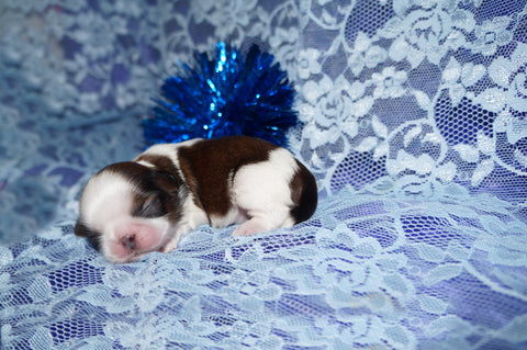 Bobby AKC Registered Shih Tzu Shihtzu Male Gold And White Born 12-23-2025 Click Here For More Info