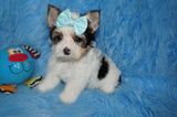 Enzo AKC Registered Male Parti  Yorkie Yorkshire Terrier Born 5-2-2023 Click Here For More Info
