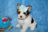 Enzo AKC Registered Male Parti  Yorkie Yorkshire Terrier Born 5-2-2023 Click Here For More Info