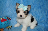 Enzo AKC Registered Male Parti  Yorkie Yorkshire Terrier Born 5-2-2023 Click Here For More Info