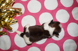Bubbles AKC Registered Shih Tzu Shihtzu Female Gold And White Born 12-23-2025 Click Here For More Info