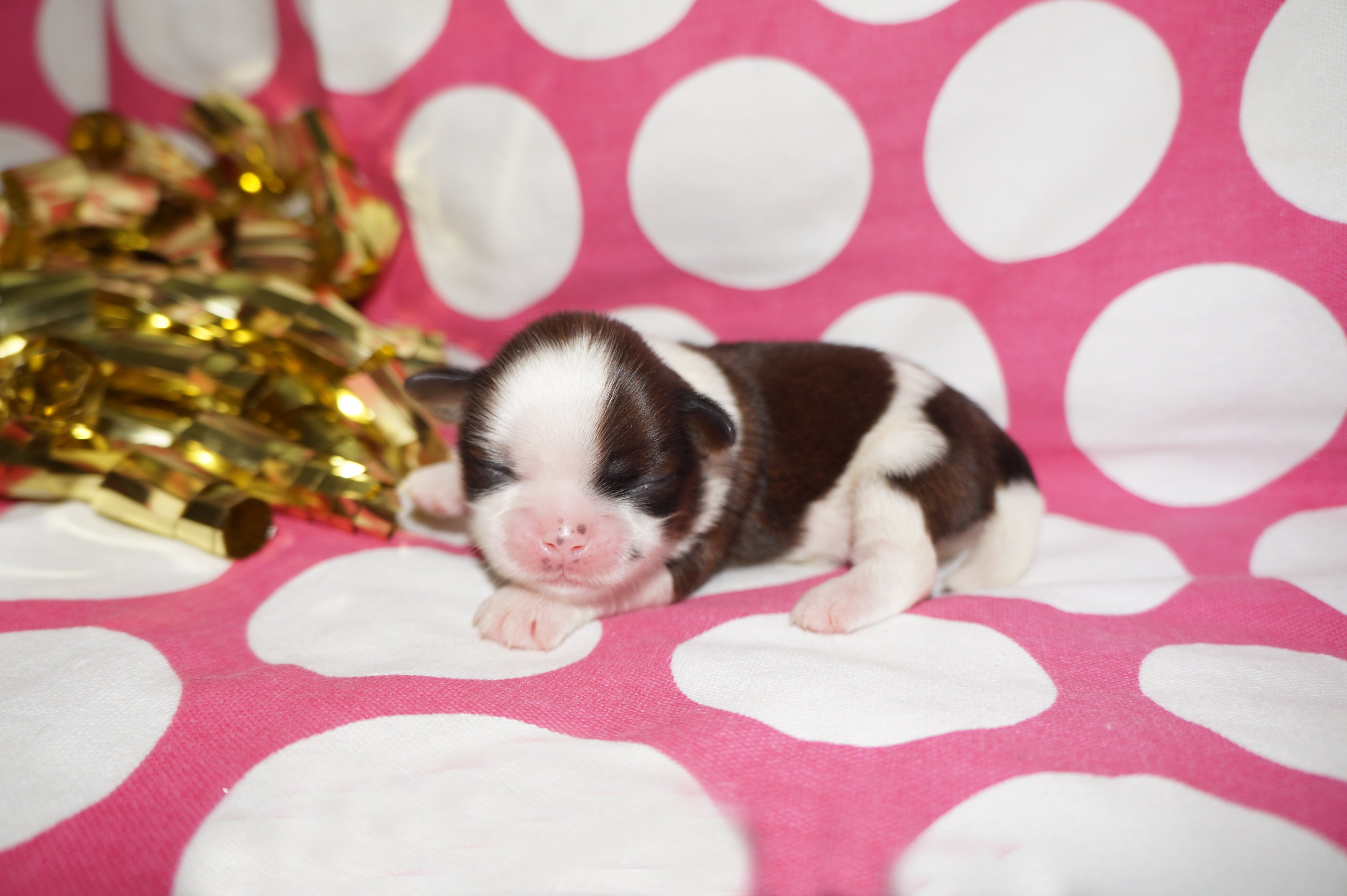 Bubbles AKC Registered Shih Tzu Shihtzu Female Gold And White Born 12-23-2025 Click Here For More Info