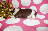 Bubbles AKC Registered Shih Tzu Shihtzu Female Gold And White Born 12-23-2025 Click Here For More Info