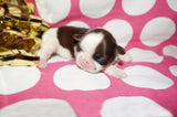 Bubbles AKC Registered Shih Tzu Shihtzu Female Gold And White Born 12-23-2025 Click Here For More Info