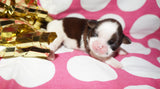 Bubbles AKC Registered Shih Tzu Shihtzu Female Gold And White Born 12-23-2025 Click Here For More Info