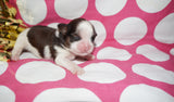Bubbles AKC Registered Shih Tzu Shihtzu Female Gold And White Born 12-23-2025 Click Here For More Info