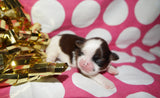 Bubbles AKC Registered Shih Tzu Shihtzu Female Gold And White Born 12-23-2025 Click Here For More Info