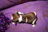 Josie AKC Registered Shih Tzu Shihtzu Female Gold And White Born 12-23-2025 Click Here Fore More Info