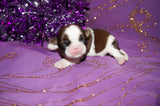 Josie AKC Registered Shih Tzu Shihtzu Female Gold And White Born 12-23-2025 Click Here Fore More Info