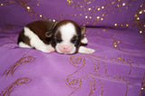 Josie AKC Registered Shih Tzu Shihtzu Female Gold And White Born 12-23-2025 Click Here Fore More Info