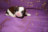 Josie AKC Registered Shih Tzu Shihtzu Female Gold And White Born 12-23-2025 Click Here Fore More Info