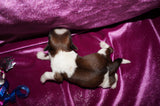 Tori AKC Registered Shih tzu Shihtzu Female Gold And White Born 12-23-2025 Click Here For More Info
