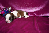Tori AKC Registered Shih tzu Shihtzu Female Gold And White Born 12-23-2025 Click Here For More Info
