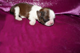 Tori AKC Registered Shih tzu Shihtzu Female Gold And White Born 12-23-2025 Click Here For More Info