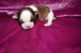 Tori AKC Registered Shih tzu Shihtzu Female Gold And White Born 12-23-2025 Click Here For More Info