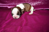 Tori AKC Registered Shih tzu Shihtzu Female Gold And White Born 12-23-2025 Click Here For More Info