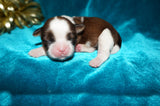 Waffles AKC Registered Shih Tzu Shihtzu Male Gold And White Born 12-23-2025 Click Here For More Info