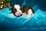 Waffles AKC Registered Shih Tzu Shihtzu Male Gold And White Born 12-23-2025 Click Here For More Info