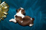 Waffles AKC Registered Shih Tzu Shihtzu Male Gold And White Born 12-23-2025 Click Here For More Info