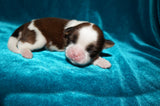 Waffles AKC Registered Shih Tzu Shihtzu Male Gold And White Born 12-23-2025 Click Here For More Info