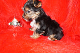 Scooter Teacup Yorkie Yorkshire Terrier Male Black And Gold Born 11-12-2025 Click Here For More Info