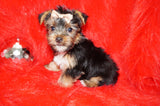 Scooter Teacup Yorkie Yorkshire Terrier Male Black And Gold Born 11-12-2025 Click Here For More Info