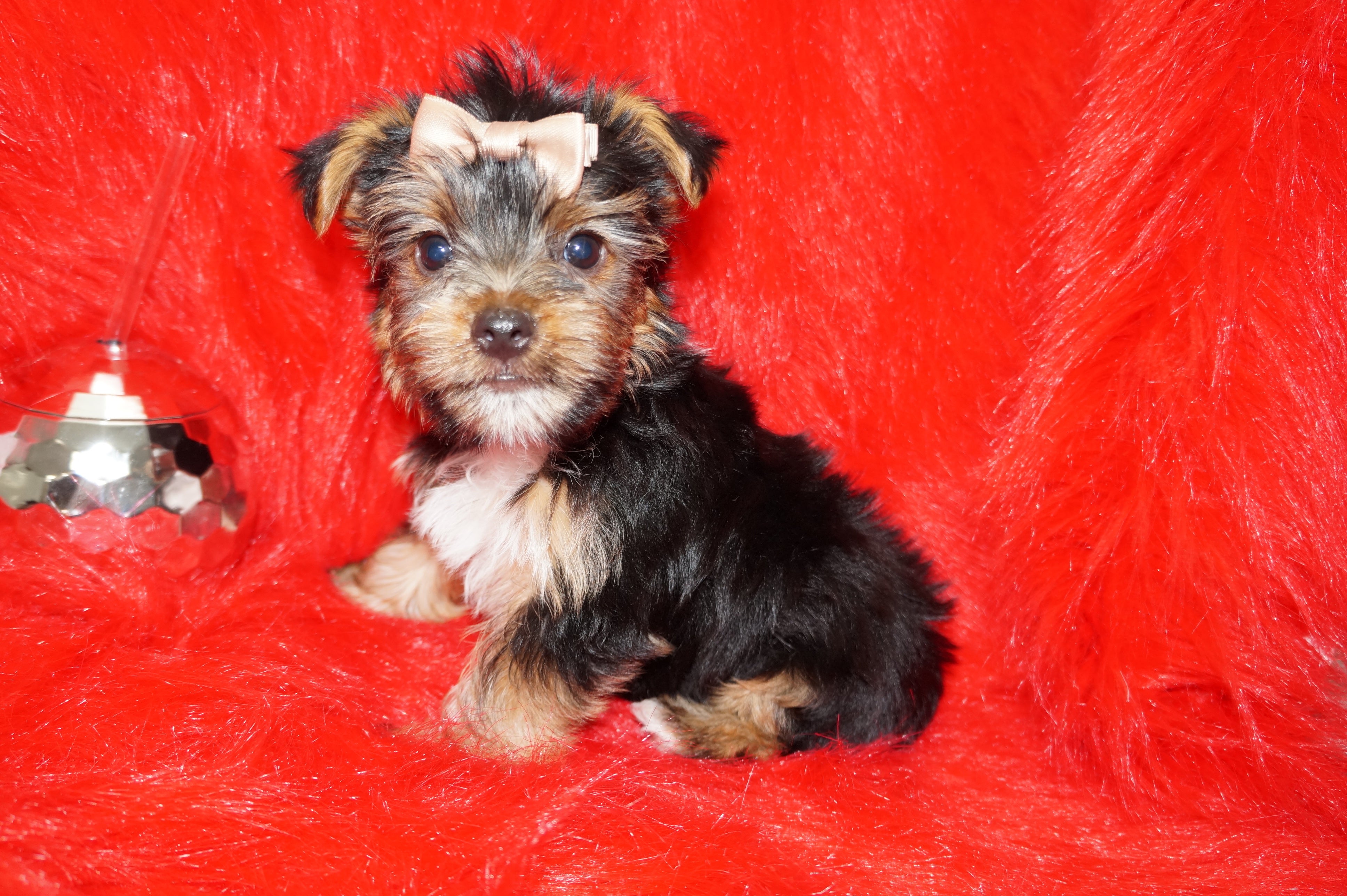Scooter Teacup Yorkie Yorkshire Terrier Male Black And Gold Born 11-12-2025 Click Here For More Info