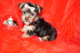 Scooter Teacup Yorkie Yorkshire Terrier Male Black And Gold Born 11-12-2025 Click Here For More Info