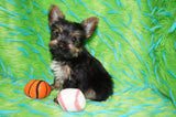 Rowdy Teacup Yorkie Yorkshire Terrier Male Black And Gold Born 11-12-2025 Click Here For More Info