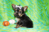 Rowdy Teacup Yorkie Yorkshire Terrier Male Black And Gold Born 11-12-2025 Click Here For More Info